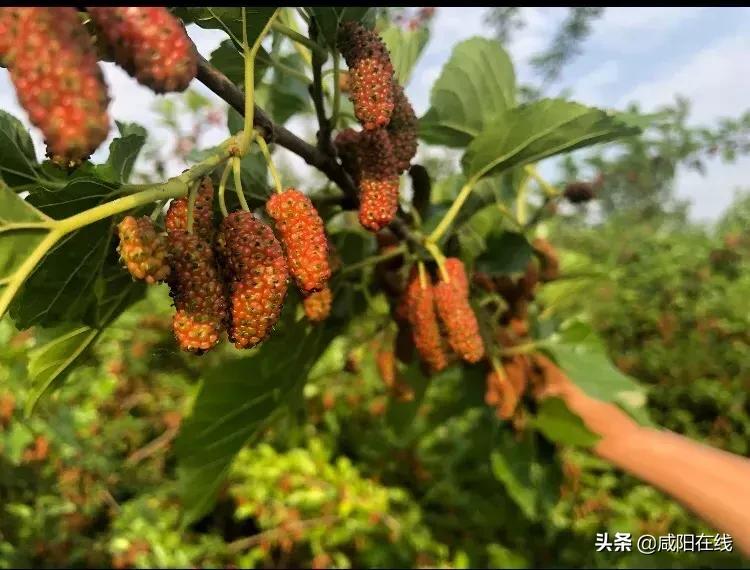 咸阳人：周末，到兴平摘桑葚走！