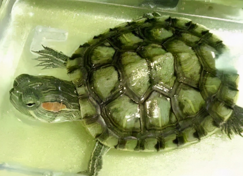 各种龟类图片大全大图,龟类展示会