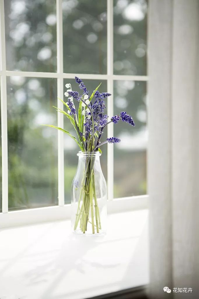 衣草精油真假辨别方法视频,薰衣草真假辨别图解大全