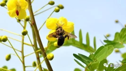 2019黄阁中心幼儿园招生,黄埠中心幼儿园招生