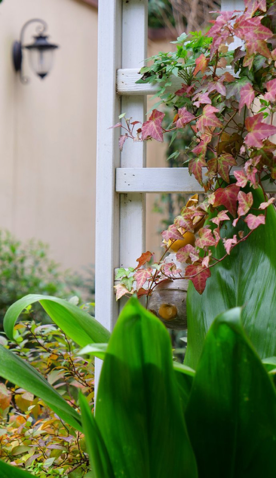 爬墙植物哪些最好养好看,爬墙效果好的植物