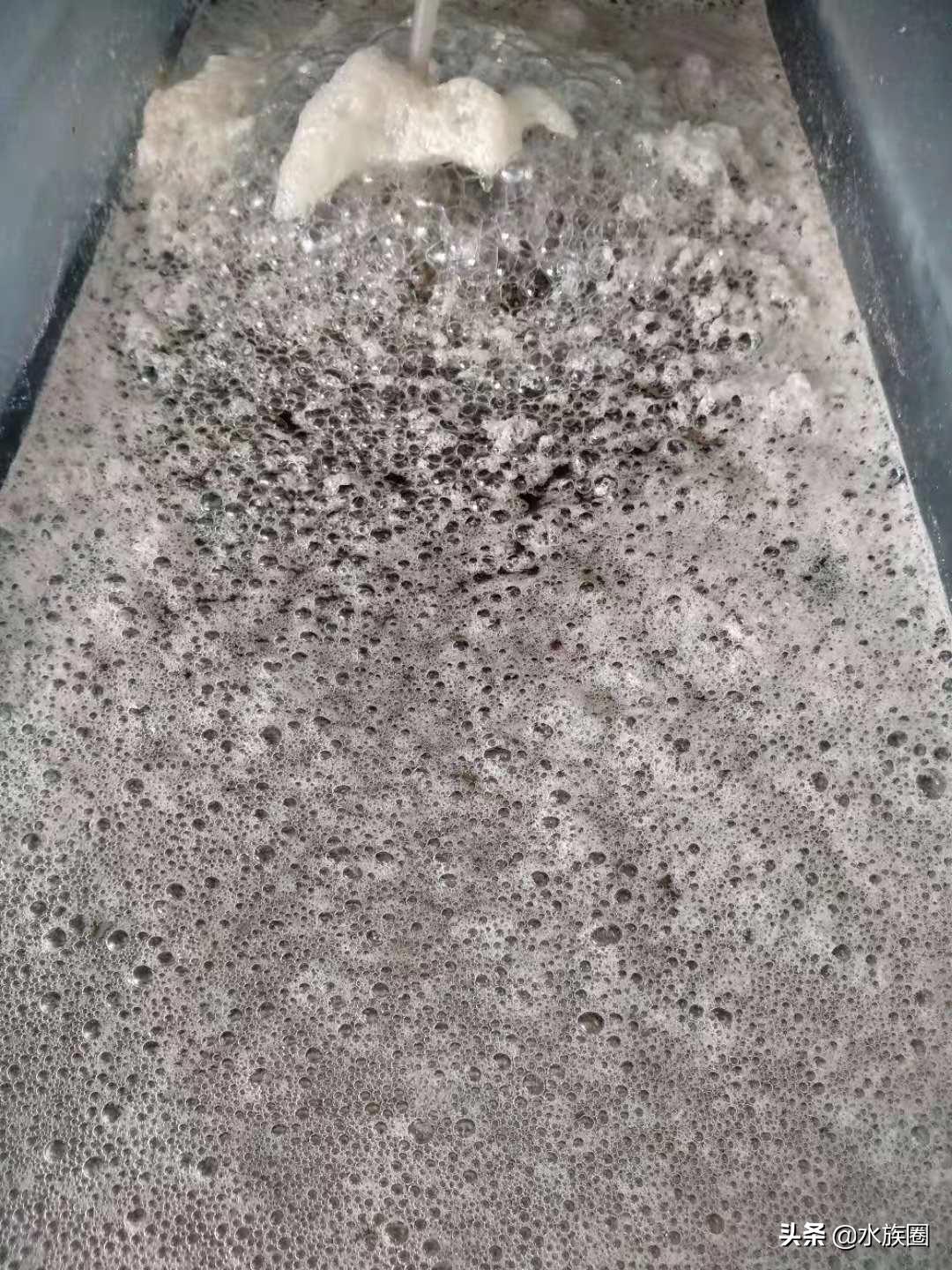 养孔雀鱼需要配备什么,养孔雀鱼需要哪些用品