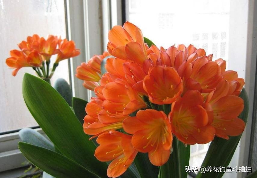 给君子兰倒骨粉,给君子兰用的氮肥