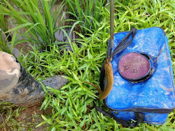 孩子在田里抓黄鳝不小心抓到蛇,捉黄鳝儿童视频