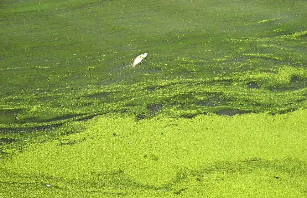 数十头大象神秘死亡,350头大象神秘死亡真相