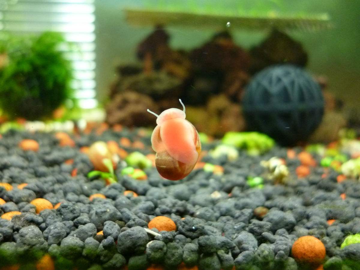 怎么养苹果螺可以快速爆缸,草缸里苹果螺一般养多少