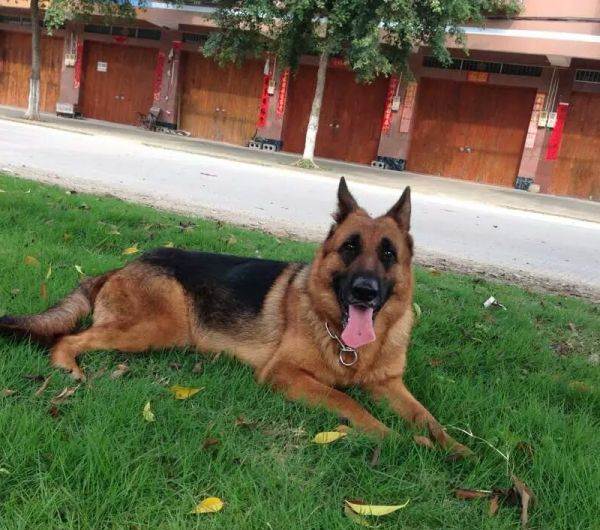 东德牧羊犬拉血是怎么回事,牧羊犬为什么会拉血呢