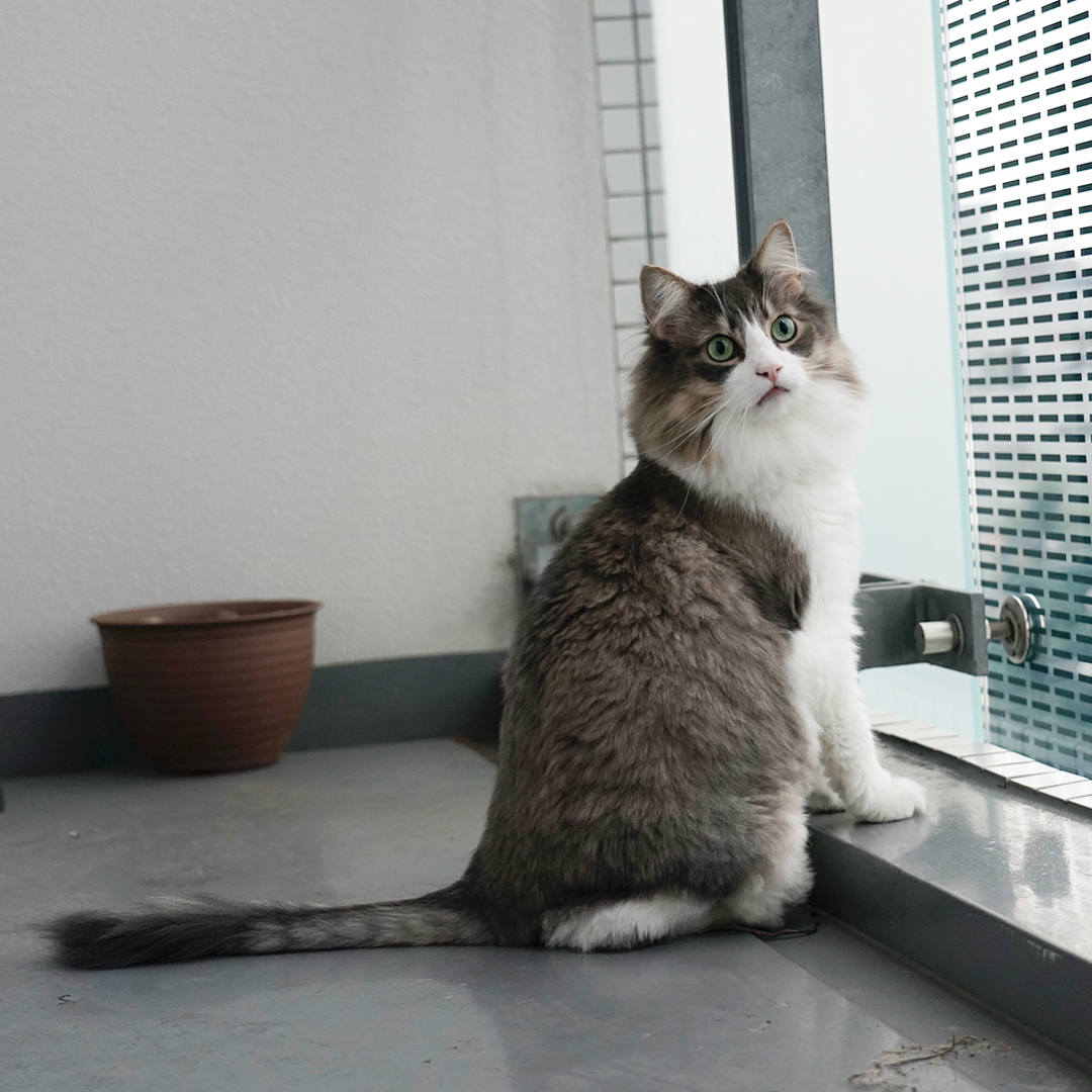 猫咪高智商的8种表现,猫咪高智商的6点表现