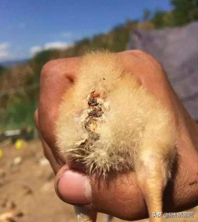 小鸡没精神翅膀下垂缩头怎么治疗,小鸡拉白水翅膀下垂怎么回事