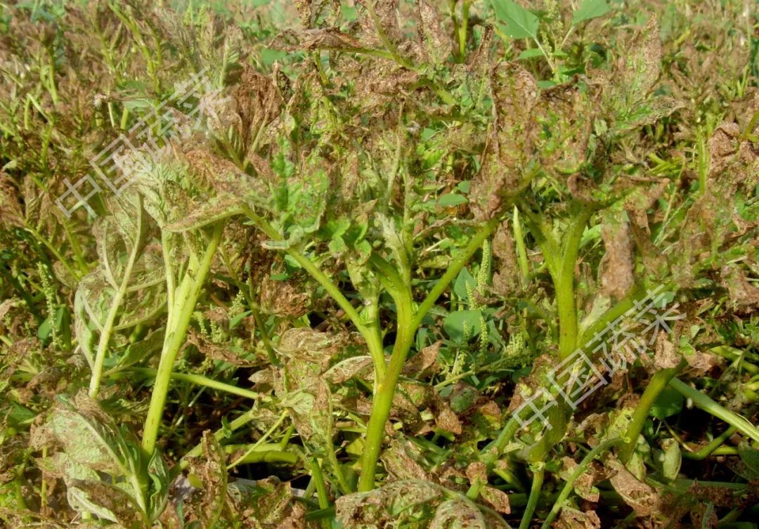 为什么马铃薯瓢虫只吃马铃薯,马铃薯瓢虫吃土豆吗