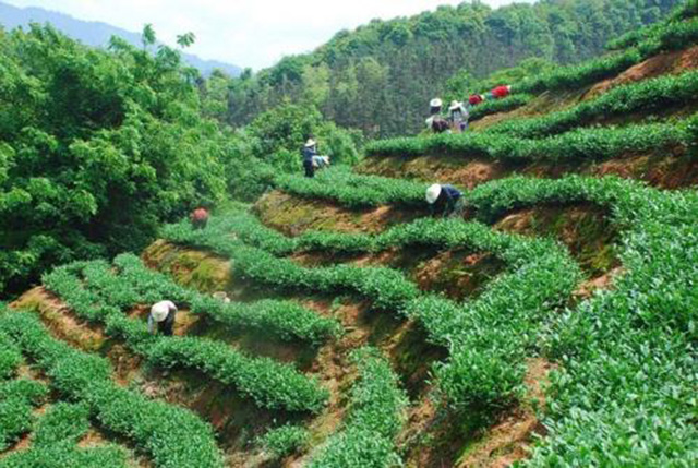 铁观音的巅峰时期,20年前的铁观音是什么类型的