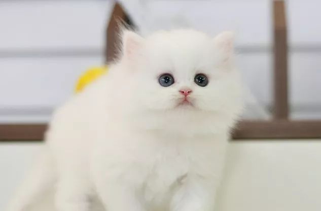 关于猫咪身上气味和如何清洁,猫咪身上有臭味怎么消除