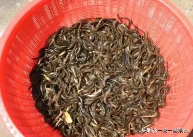 泥鳅的销路现状,泥鳅养殖市场行情
