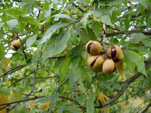 6个可能会夺走你性命的“可怕树木”,看到需要立即逃命