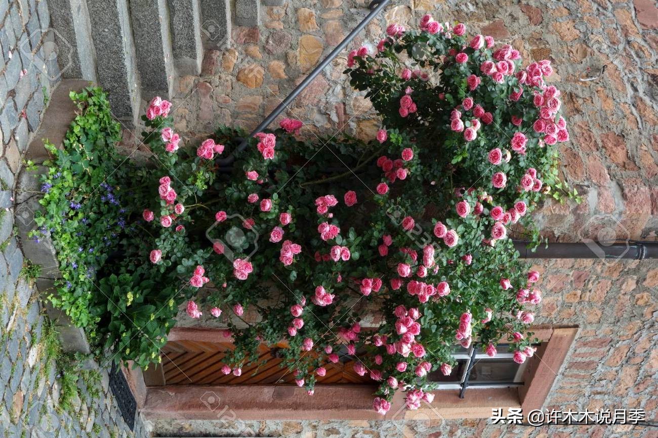最好种植的藤本月季，种下一颗小苗，收获一片花海