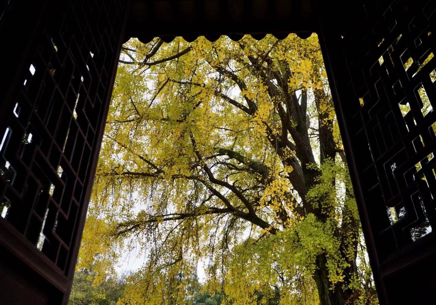 苏州银杏最好欣赏地有哪些地方,苏州银杏打卡地姑苏