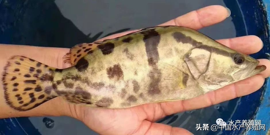 鱼价持续走低养殖户弃养,行情低养殖户怎么办