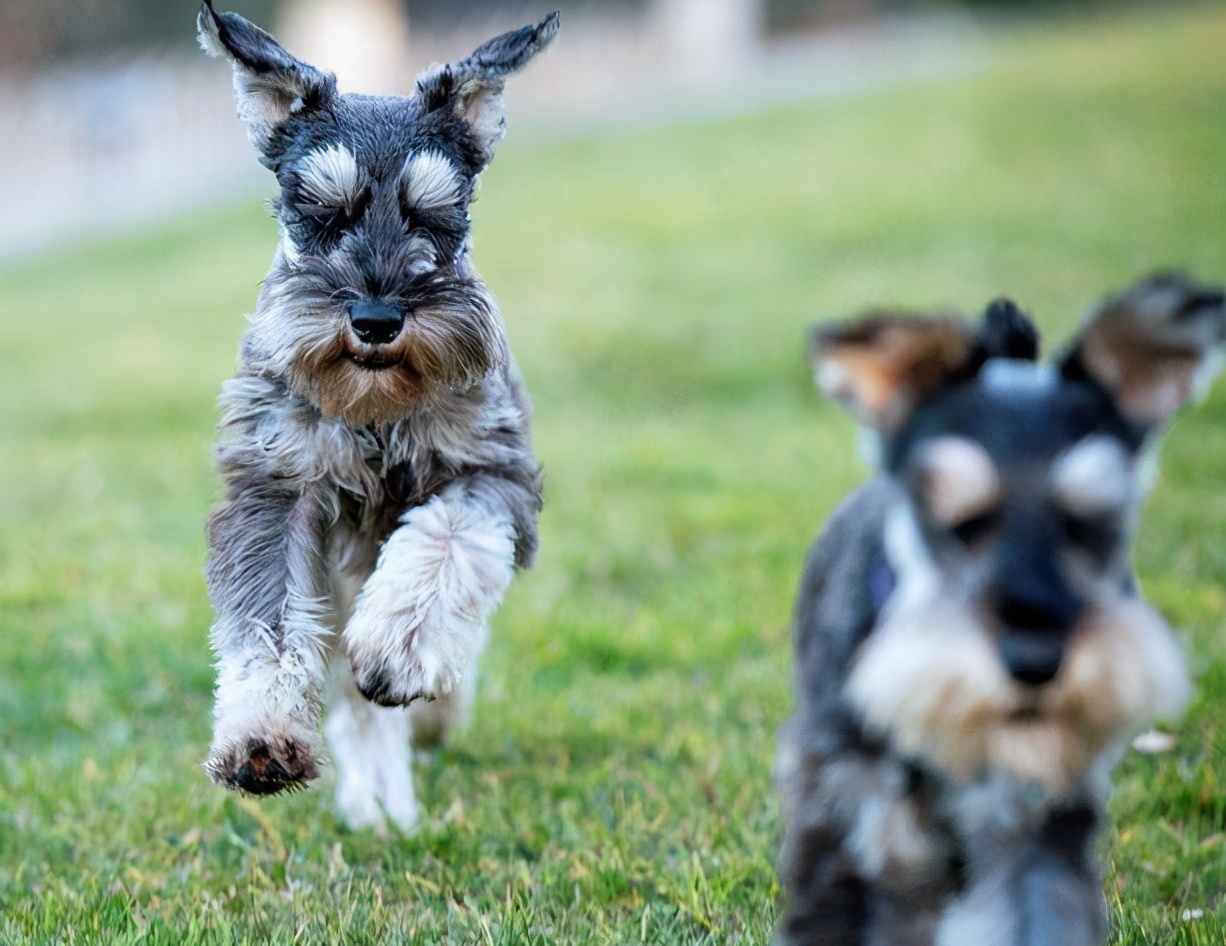 想养狗雪纳瑞,快看雪纳瑞如何养出漂亮的白胡子