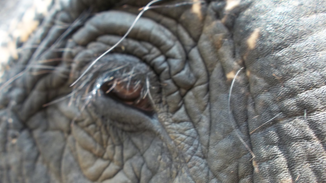 大象足球大赛,大象足球赛