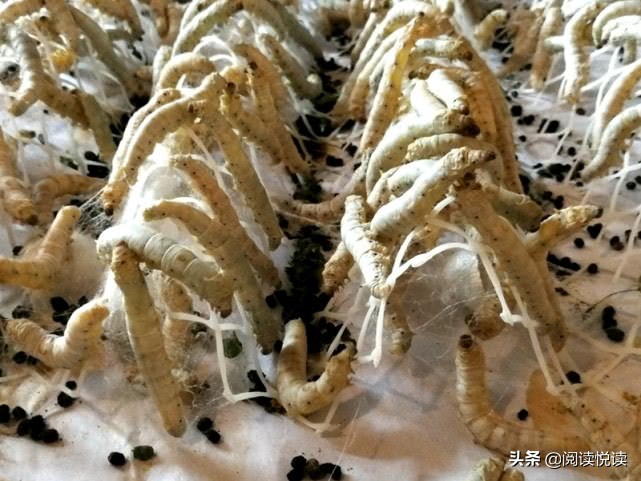 苏州第一丝厂老照片,苏州第一丝厂图片