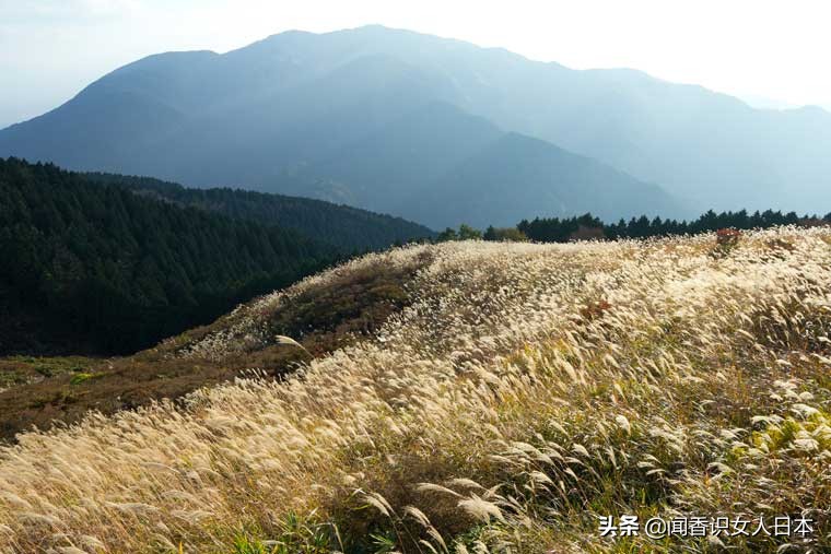 黄金色的芒草，让秋天多了份文艺的风情，日本国内最美芒草名所