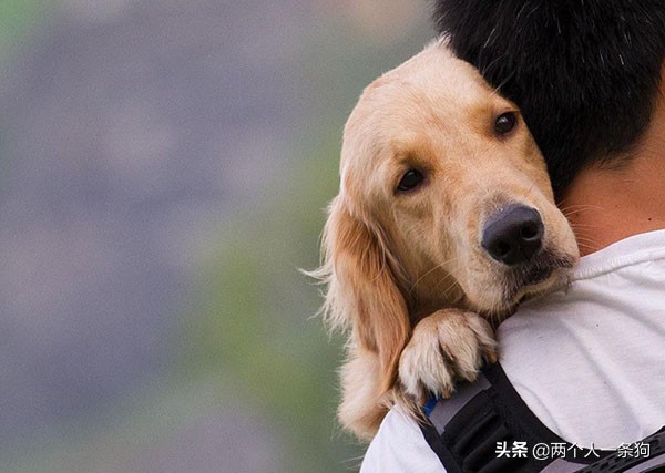 狗狗怎么预防脓皮病复发,防止狗狗皮癣病的方法