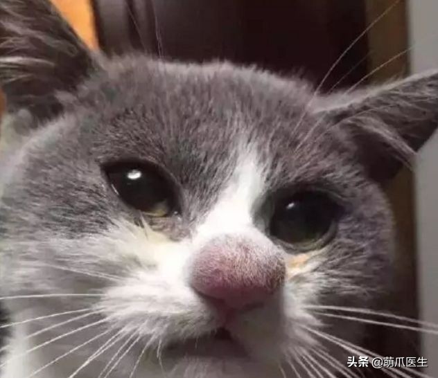 猫咪被蜜蜂蜇了症状怎么办,猫被蜜蜂蜇了怎么办