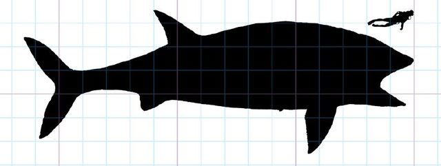 地球最大动物蓝鲸两百吨体重,地球最大的动物是什么动物