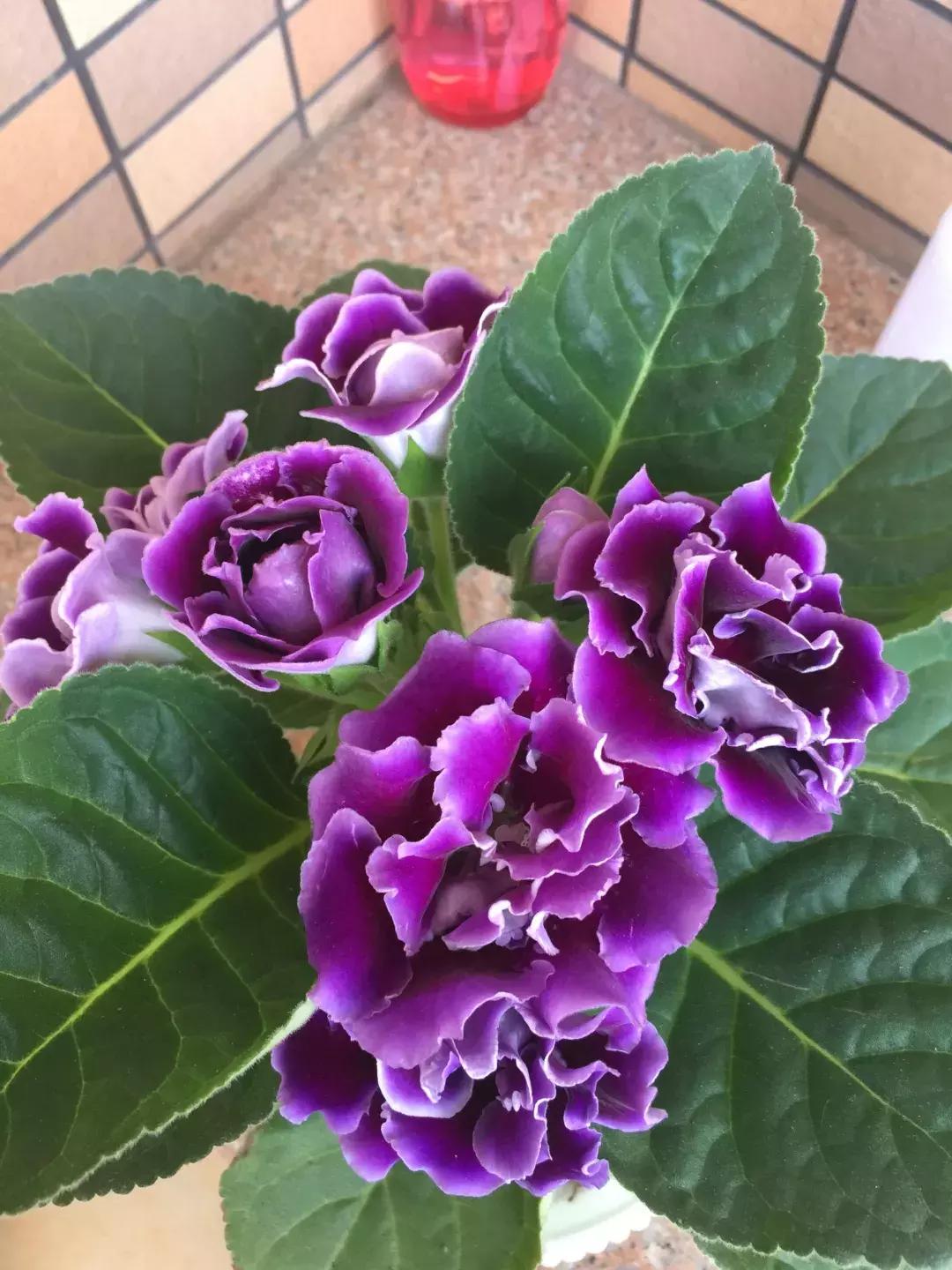 这6种花给点水就爆盆懒人必备,插枝最好养的四种花