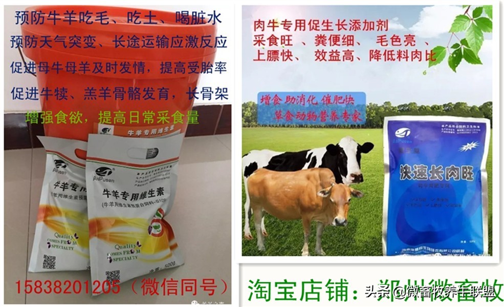 母牛产后的正确饲养管理,成年母牛的生理特点和管理方法