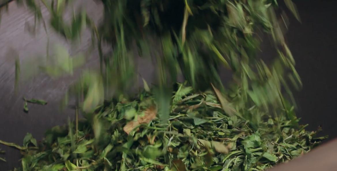 新茶上市快来选购吧,教你如何正确选购新茶