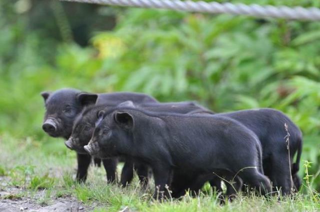 养猪想赚钱注意这3点,怎样养猪才能赚到钱