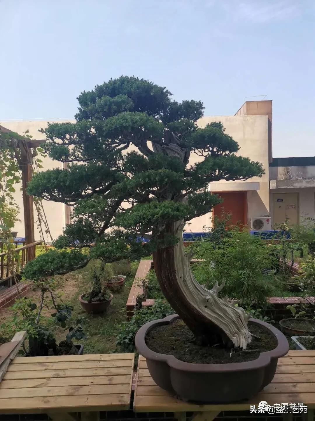 涓浗钁楀悕鐩嗘櫙澶у笀绮惧搧鐩嗘櫙,鐩嗘櫙鑹烘湳瀹跺拰鐩嗘櫙鑹烘湳澶у笀