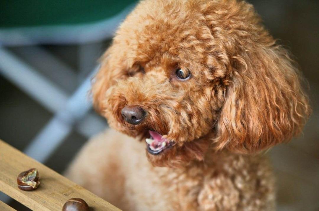 狗切除声带多久能恢复,狗声带切除教学