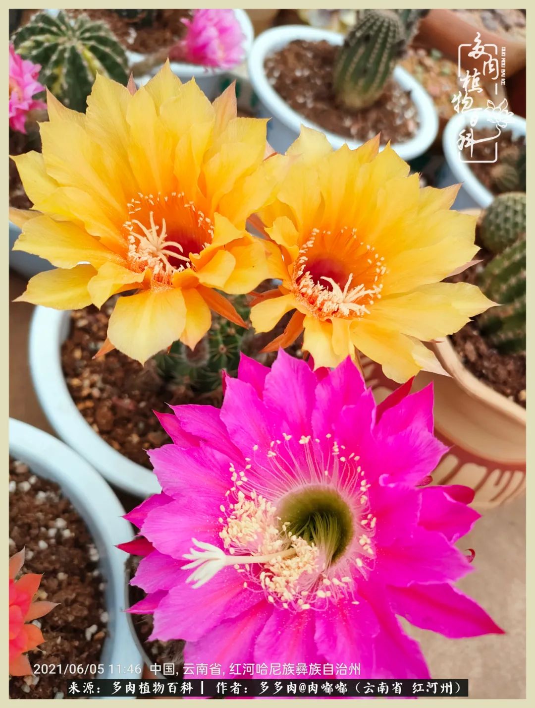 这个春天我们一起去赏花,这个季节我们一起去看花