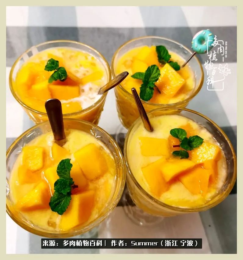 多肉小白新手入门,多肉新手上路请多指教