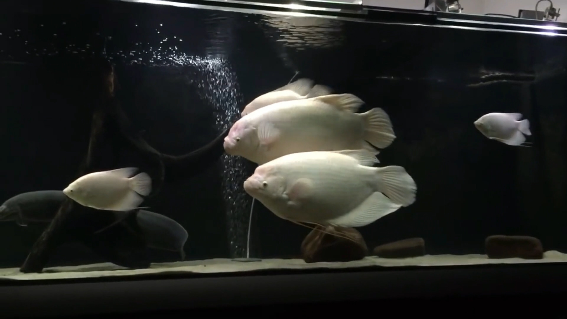 招财鱼怎么养才能长得快些,招财鱼怎么养才能更旺盛