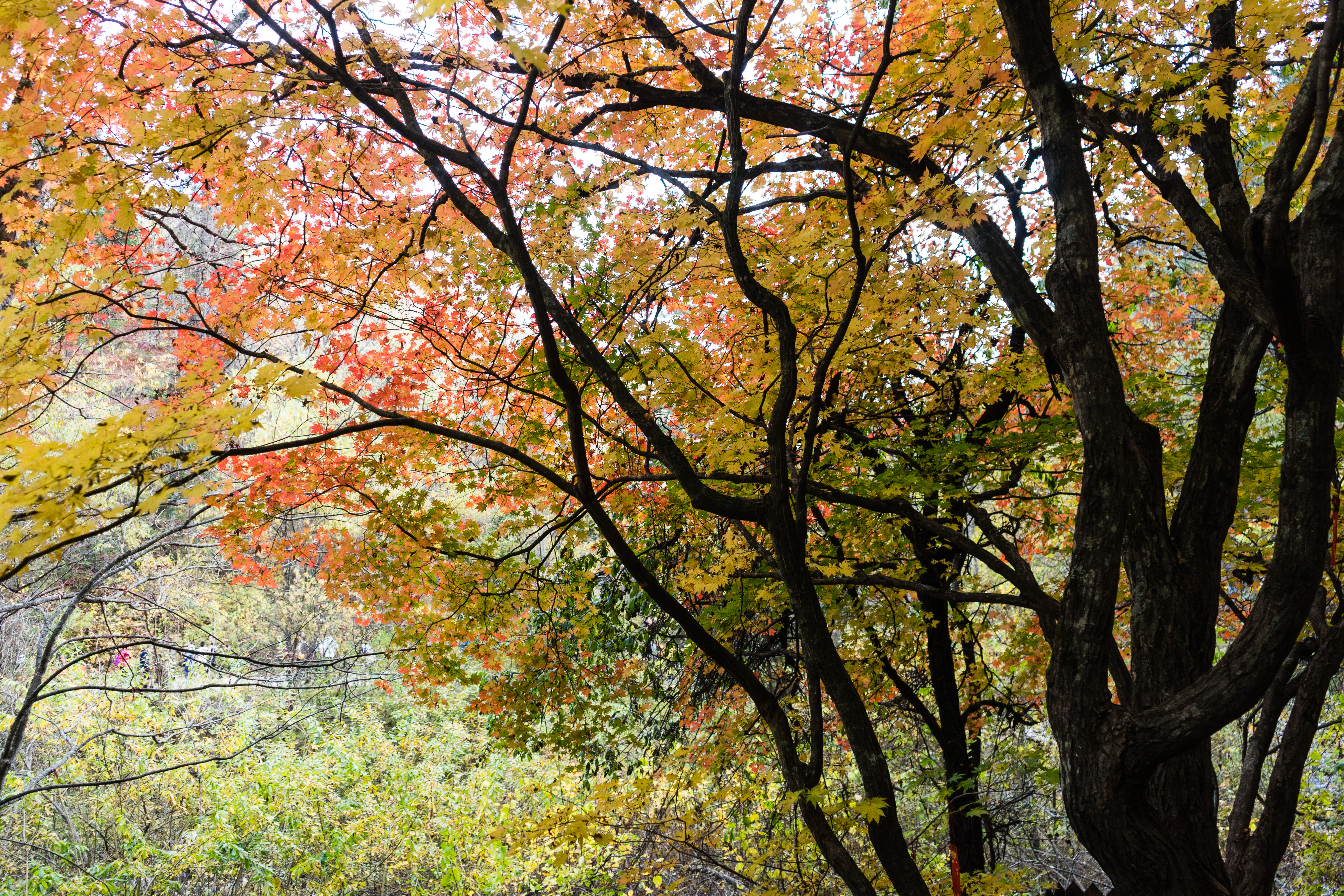 中朝边境自驾游视频,331国道自驾中朝攻略