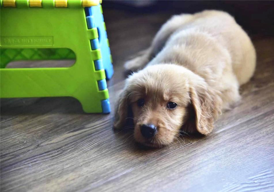 山羊奶真的假的,权威讲解山羊奶和绵羊奶区别