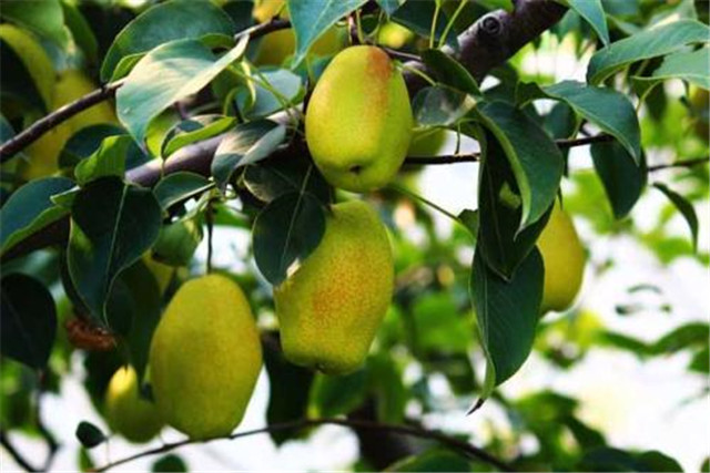 新疆库尔勒香梨怎么种植,库尔勒香梨几年丰产