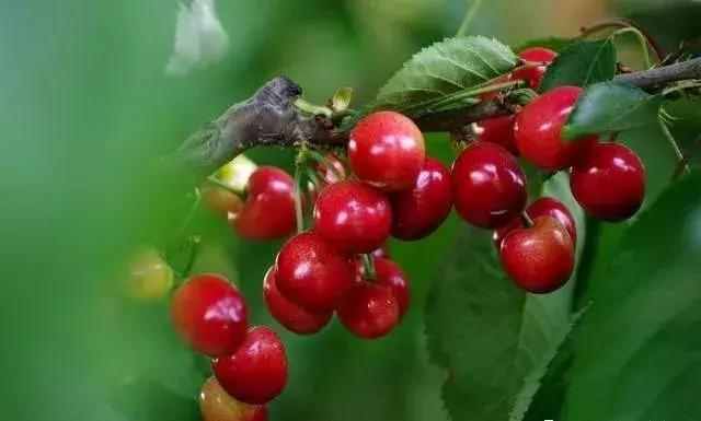 果树裂果的秘密早懂早预防,樱桃裂果的原因有哪些