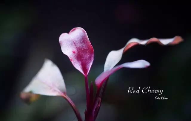 卡佩特k5辣椒榕为什么这么贵,辣椒榕k5为什么贵