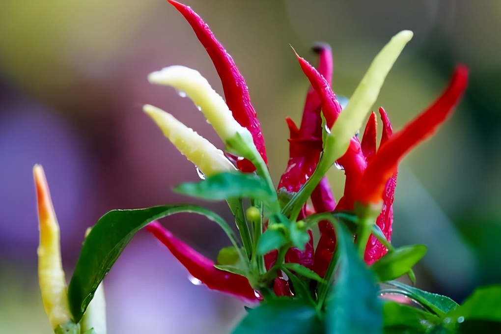 熊果苷美白成分,美白成分熊果苷