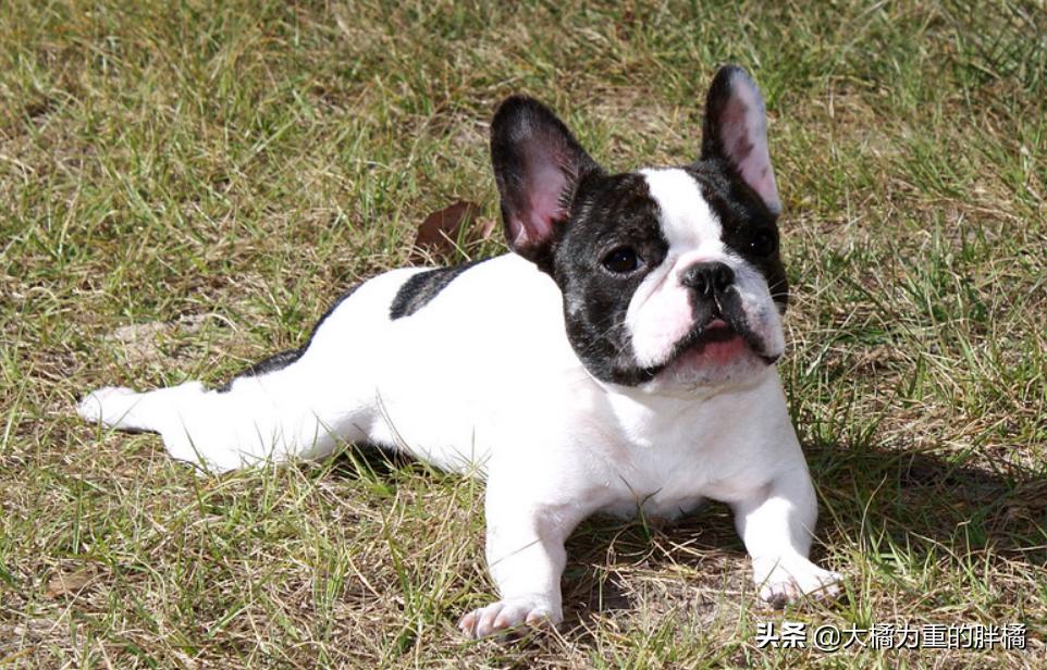 特好养的5种狗狗你不养一只吗,这七种狗狗非常好养