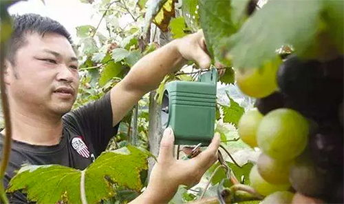 怎么保护樱桃不让鸟吃,鸟吃樱桃有什么好办法