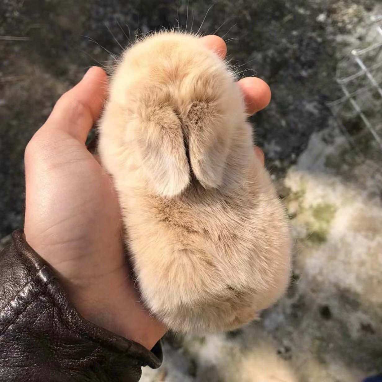 兔兔怕掉毛吗,兔兔眼睛红肿结痂毛掉了怎么回事