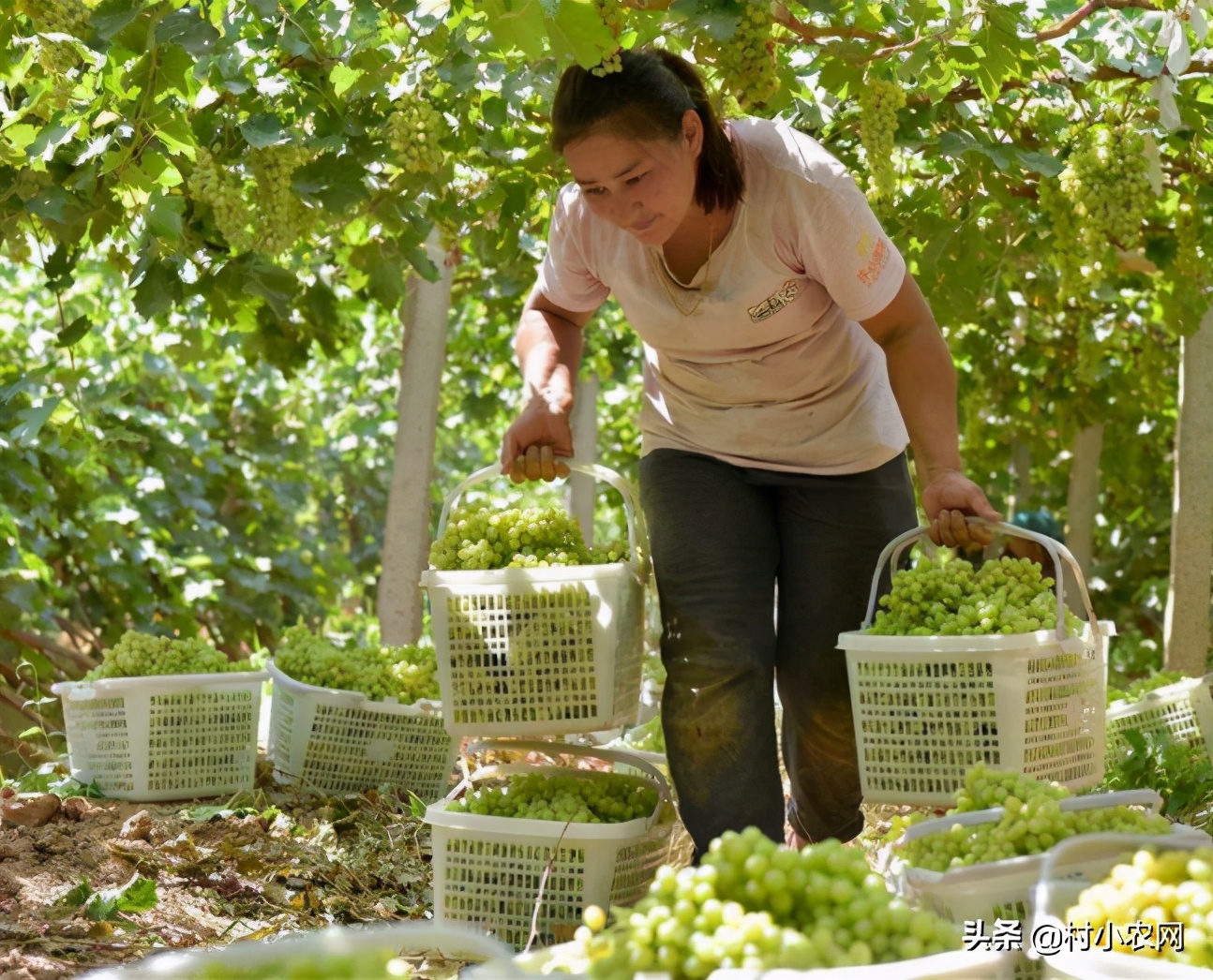 农村创业2021年种植什么前景最好,适合农村的创业好项目养殖