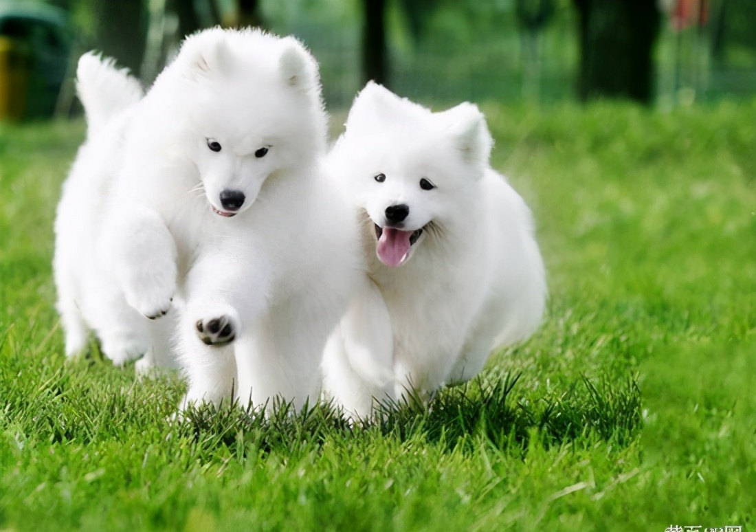 萨摩耶突然前腿瘸了,萨摩耶缺钙腿瘸