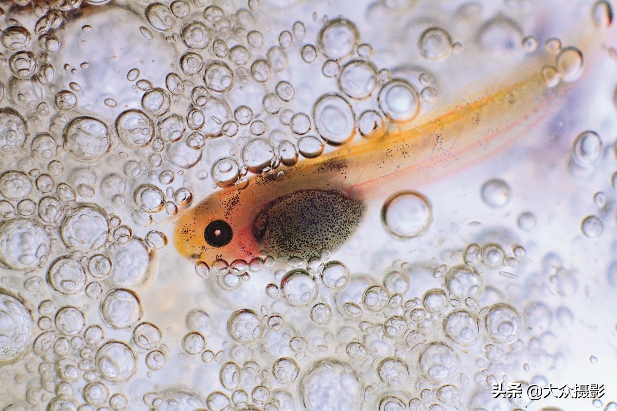 美丽之上,自然生态摄影介绍