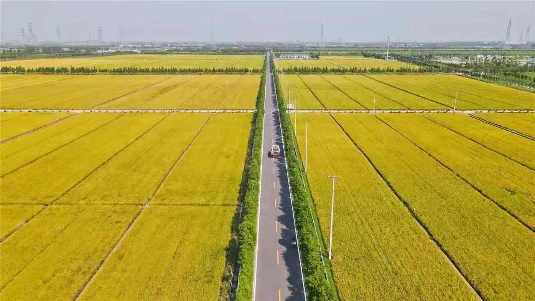 深秋回暖，安排！沪上各区的深秋美景，你准备好打卡了吗？